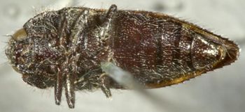 Media type: image;   Entomology 2723 Aspect: habitus lateral view 3